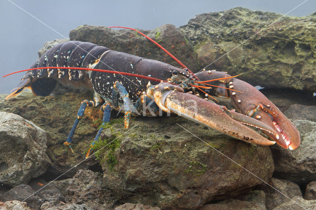 europese oosterschelde kreeft (homarus gammarus)