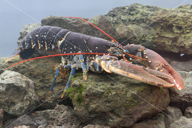 europese oosterschelde kreeft (homarus gammarus)