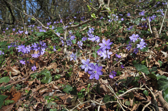 Liverwort (Anemone hepatica)