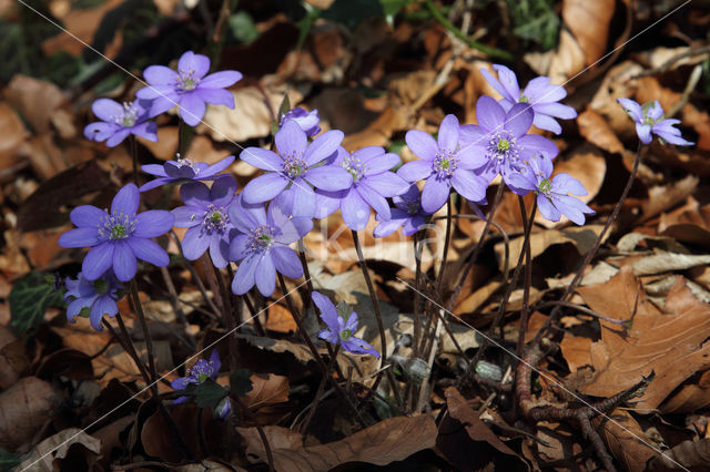 Liverwort (Anemone hepatica)