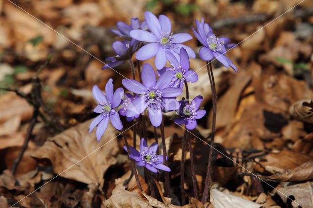 Leverbloempje (Anemone hepatica)