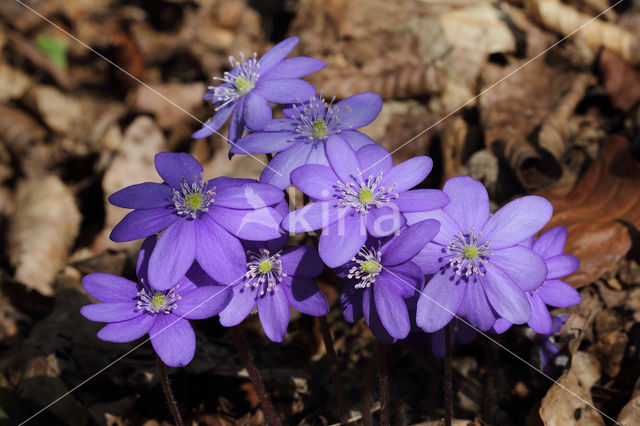 Liverwort (Anemone hepatica)