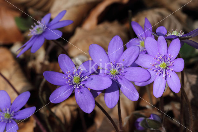 Leverbloempje (Anemone hepatica)