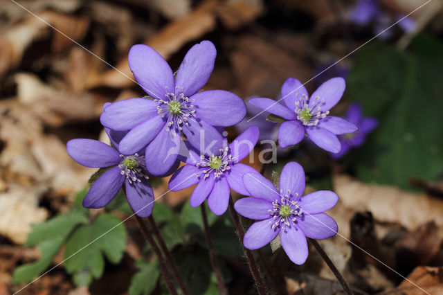 Leverbloempje (Anemone hepatica)