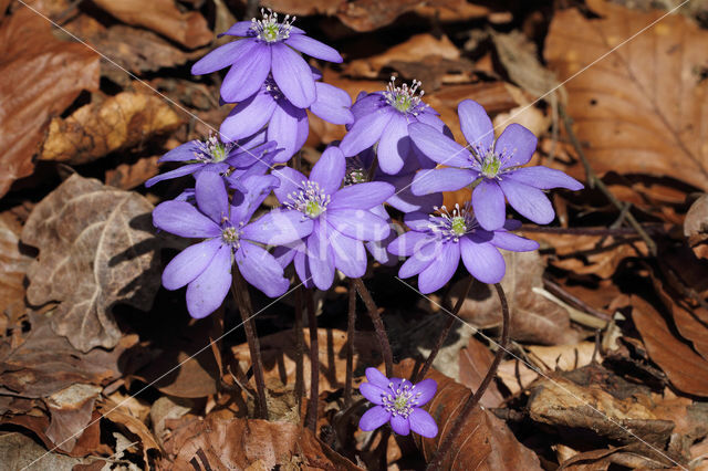 Leverbloempje (Anemone hepatica)