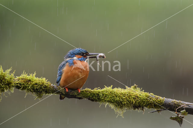 IJsvogel (Alcedo atthis)