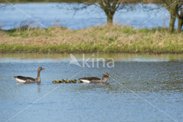 Grey Lag-Goose (Anser anser)