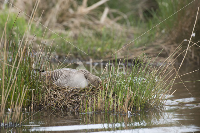 Grauwe Gans (Anser anser)