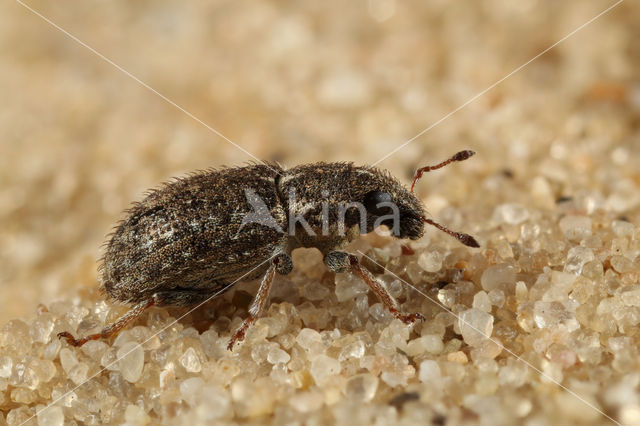 Clover Weevil (Sitona hispidulus)