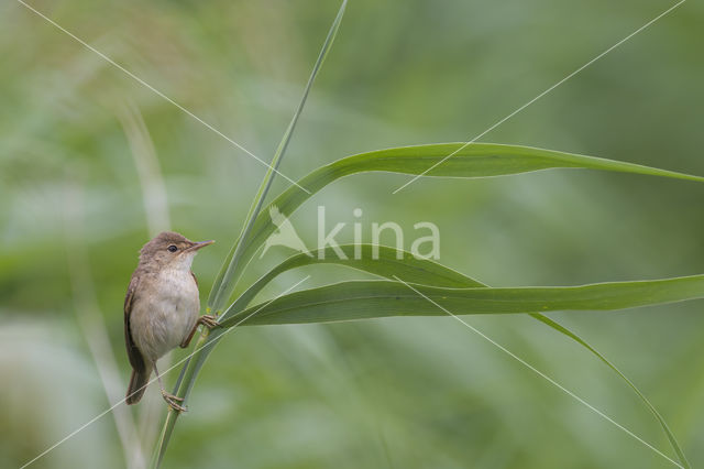 Eurasian Reed-Warbler (Acrocephalus scirpaceus)