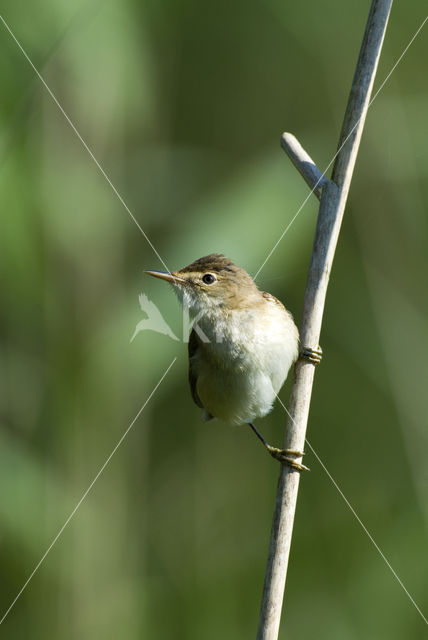 Eurasian Reed-Warbler (Acrocephalus scirpaceus)