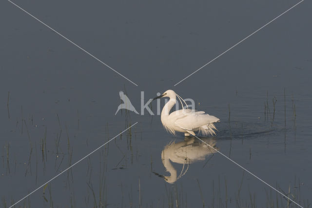 Kleine Zilverreiger (Egretta garzetta)