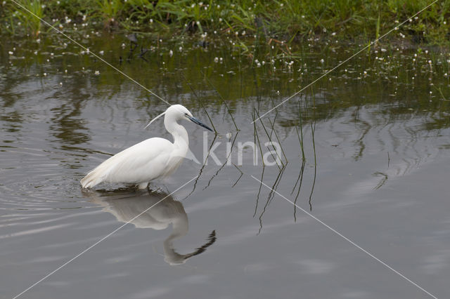Little Egret (Egretta garzetta)