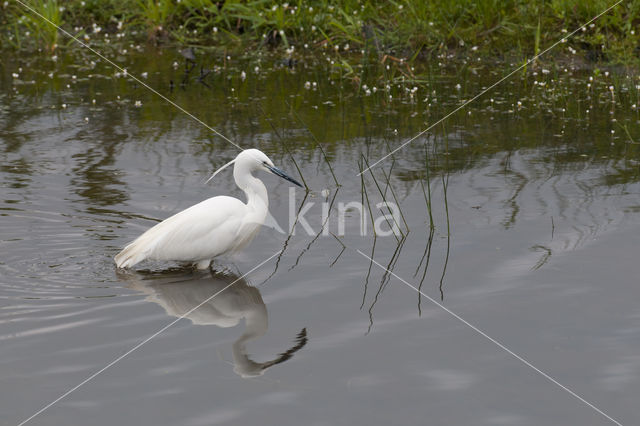 Kleine Zilverreiger (Egretta garzetta)