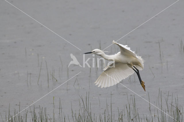 Kleine Zilverreiger (Egretta garzetta)