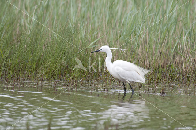 Kleine Zilverreiger (Egretta garzetta)