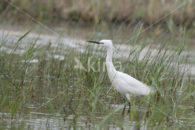 Kleine Zilverreiger (Egretta garzetta)