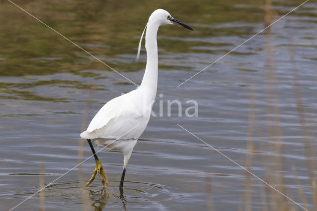 Kleine Zilverreiger (Egretta garzetta)