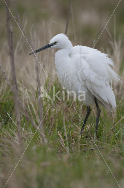 Kleine Zilverreiger (Egretta garzetta)