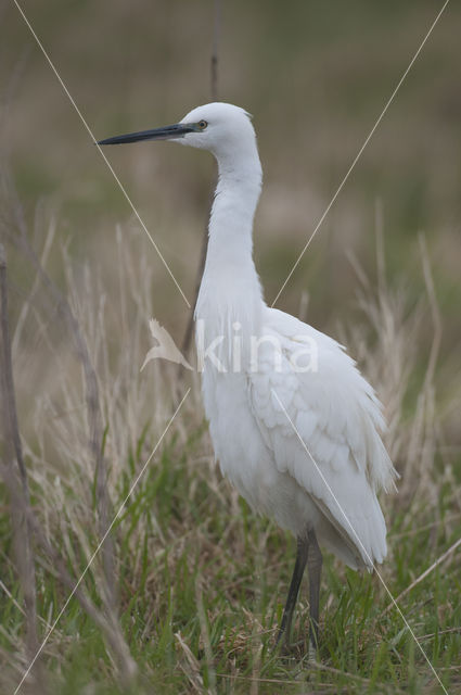 Kleine Zilverreiger (Egretta garzetta)