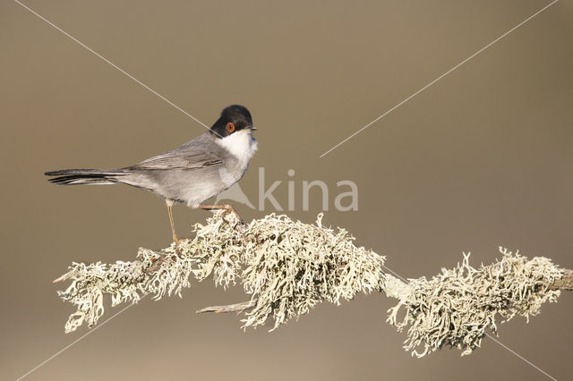 Sardinian Warbler (Sylvia melanocephala)