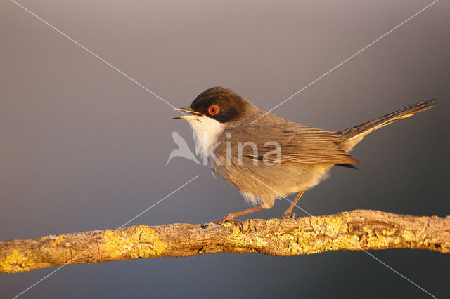 Sardinian Warbler (Sylvia melanocephala)