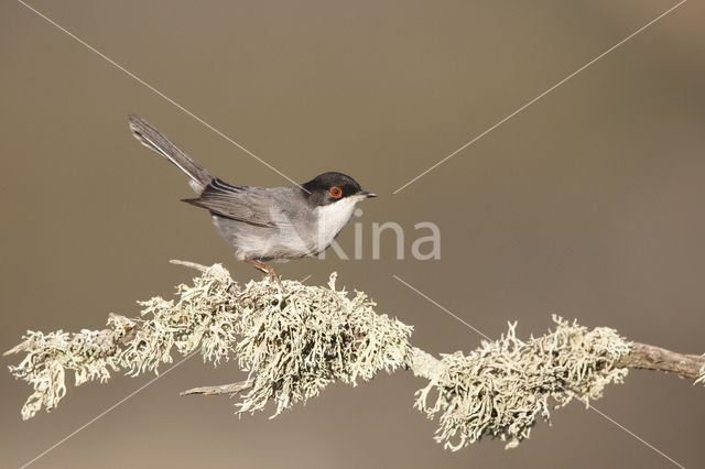 Sardinian Warbler (Sylvia melanocephala)