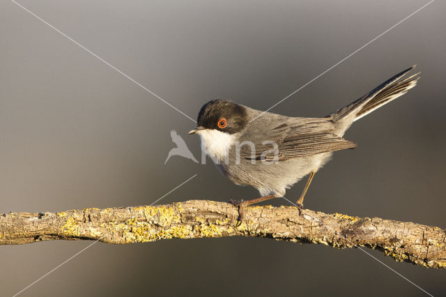 Sardinian Warbler (Sylvia melanocephala)