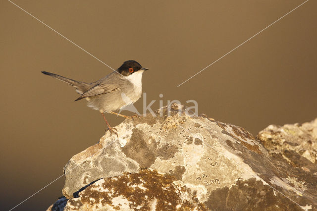 Sardinian Warbler (Sylvia melanocephala)