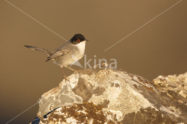 Sardinian Warbler (Sylvia melanocephala)