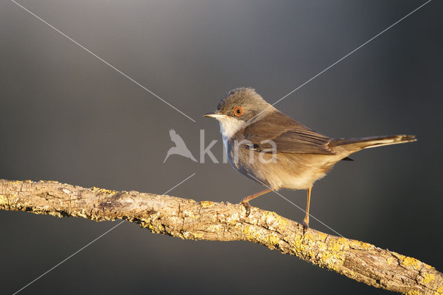 Sardinian Warbler (Sylvia melanocephala)