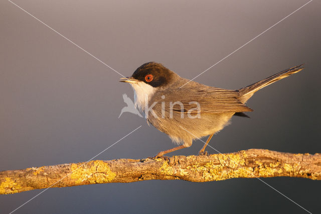 Sardinian Warbler (Sylvia melanocephala)