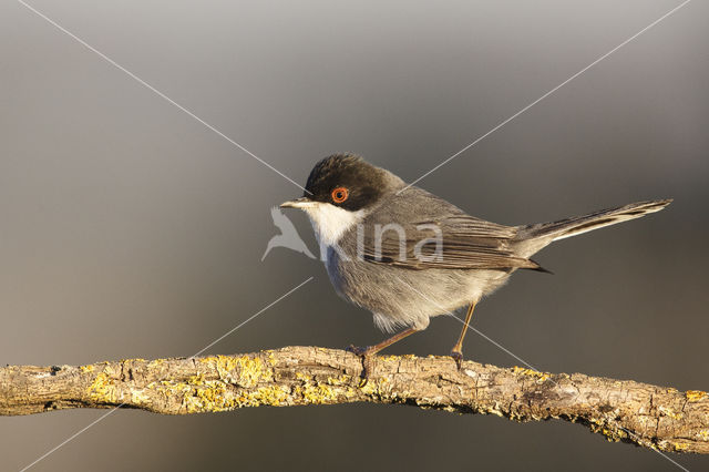 Sardinian Warbler (Sylvia melanocephala)