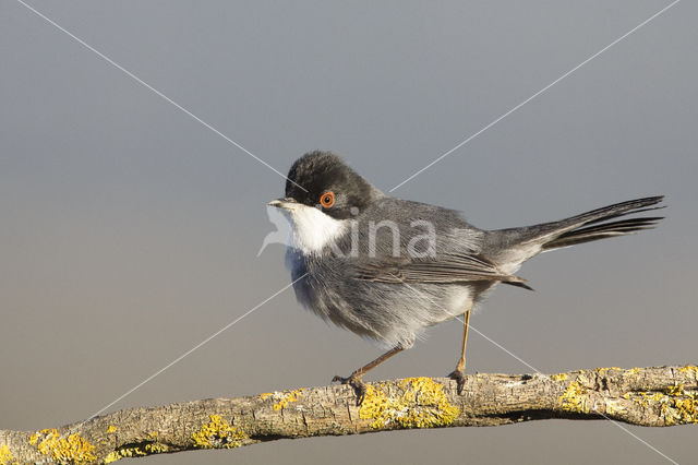 Sardinian Warbler (Sylvia melanocephala)