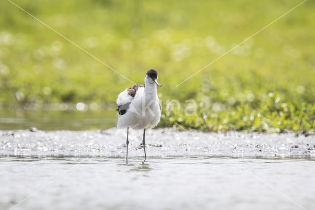 Pied Avocet (Recurvirostra avosetta)