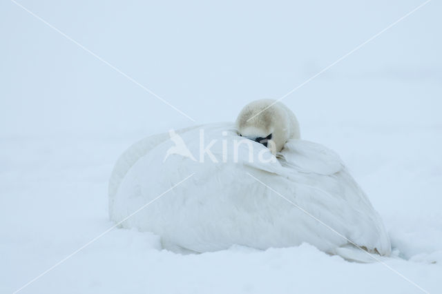 Knobbelzwaan (Cygnus olor)