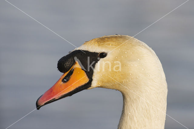 Knobbelzwaan (Cygnus olor)