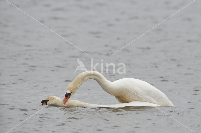 Knobbelzwaan (Cygnus olor)