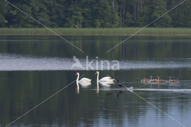 Knobbelzwaan (Cygnus olor)