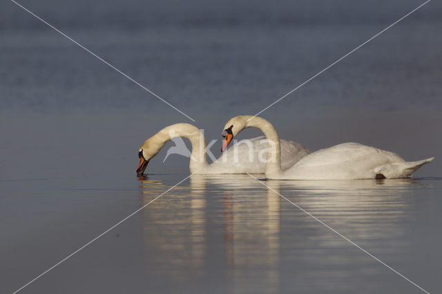 Knobbelzwaan (Cygnus olor)