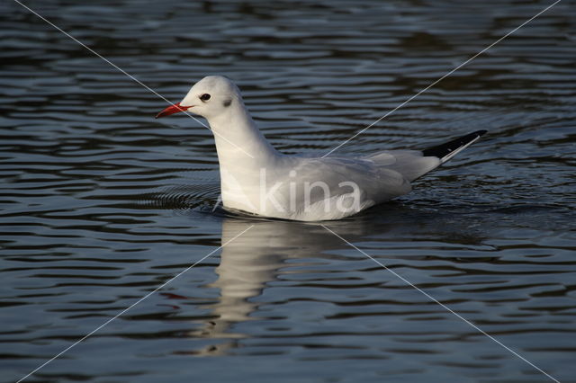 Black-headed Gull (Larus ridibundus)