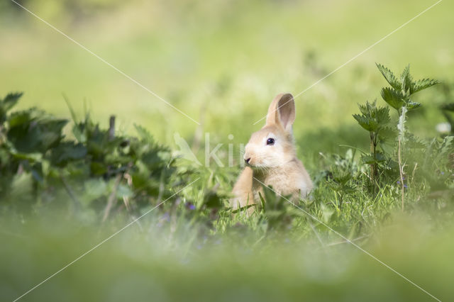 Konijn (Oryctolagus cuniculus)