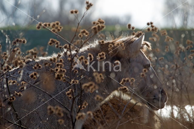 Konik horse (Equus spp)