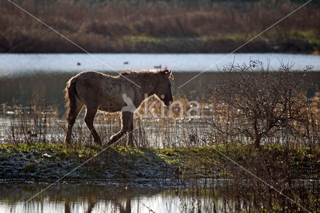 Konik horse (Equus spp)