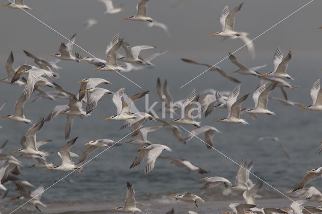 Koningsstern (Sterna maxima)