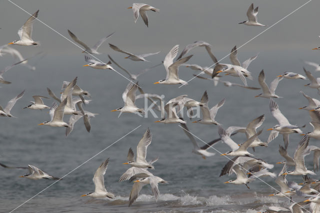 Royal tern (Sterna maxima)