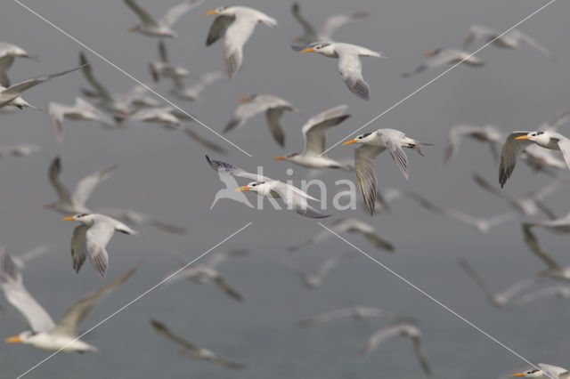 Koningsstern (Sterna maxima)