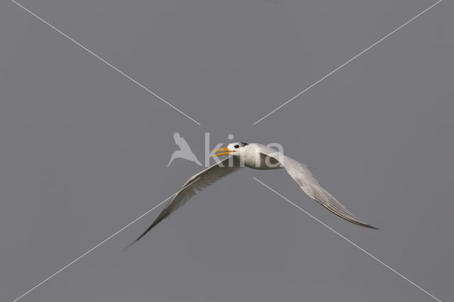 Royal tern (Sterna maxima)
