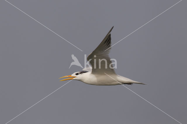 Royal tern (Sterna maxima)