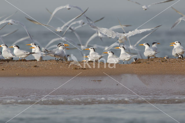 Koningsstern (Sterna maxima)